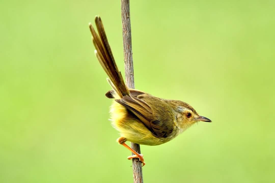 דירות טוצ'נג Water Bird Family מראה חיצוני תמונה